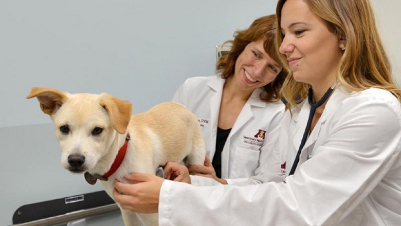 Veterinary POC Diagnostic Market - Global Industry Growth and Forecast – 2027