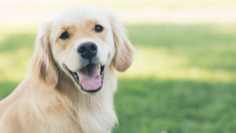 Do You Know How to Use Dog Cages Safely?