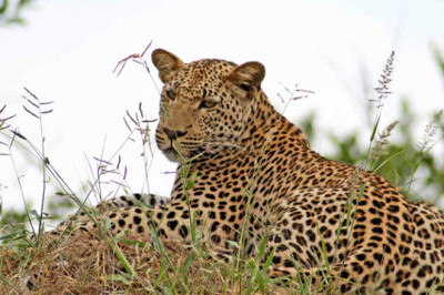jhalana safari (Jhalana Leopard Safari)