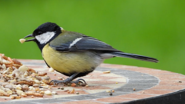 2 Types of Bird Food that Your Pet Needs and How to Use Them Properly