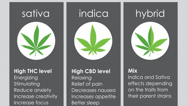 The Difference Between Sativas and Indicas