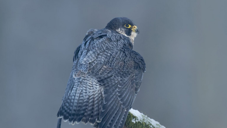 Birds of Prey Photography Workshop