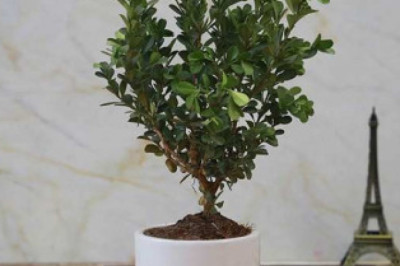 Choose Plants as The Best Gift On Women's Day