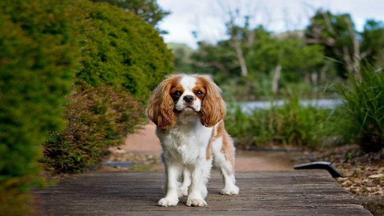 HISTORY OF THE CAVALIER KING CHARLES SPANIEL: HOW DID THE BREED BEGIN?