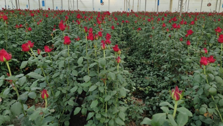 IAG Cargo carries 500 tonnes flowers for Valentine's Day