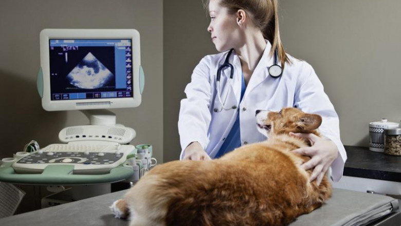 Veterinary Reference Laboratory Market Industry Overview with Size & Growth Share, Industry Dynamics, Top Trends, and Regional Analysis