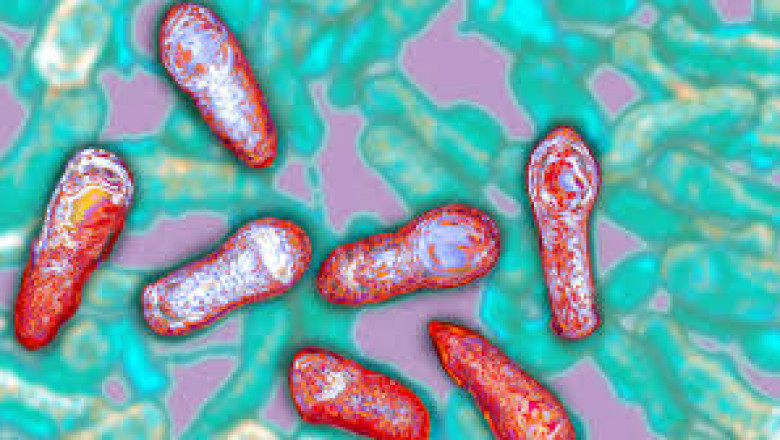 What animal does Botulinum Toxin come from?
