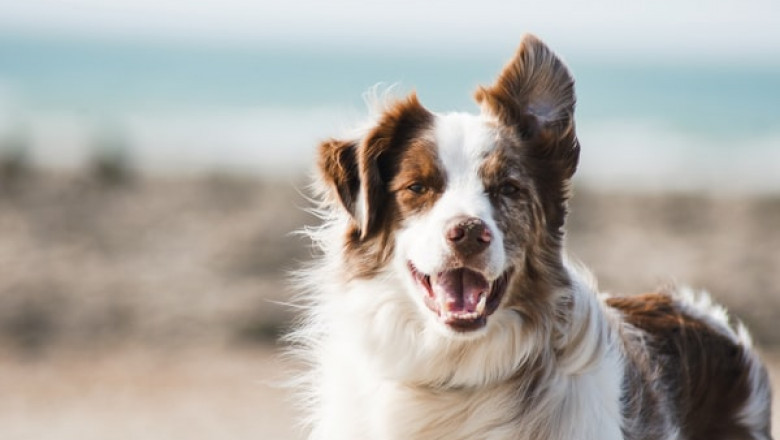 How to Choose the Right Pet Supplies for Your Dog