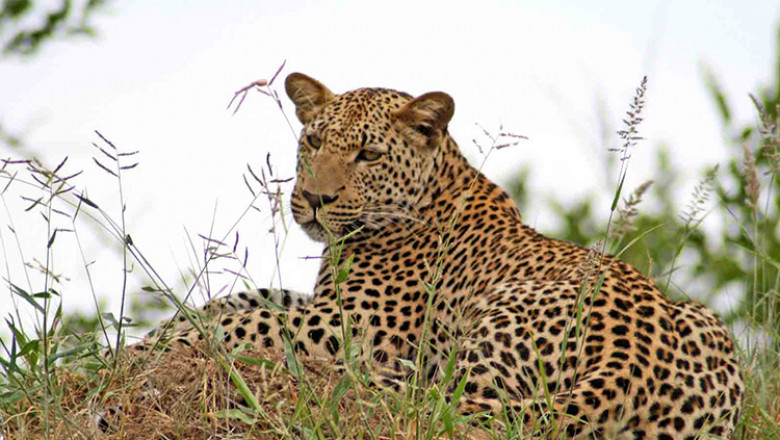 jhalana safari (Jhalana Leopard Safari),Rajasthan