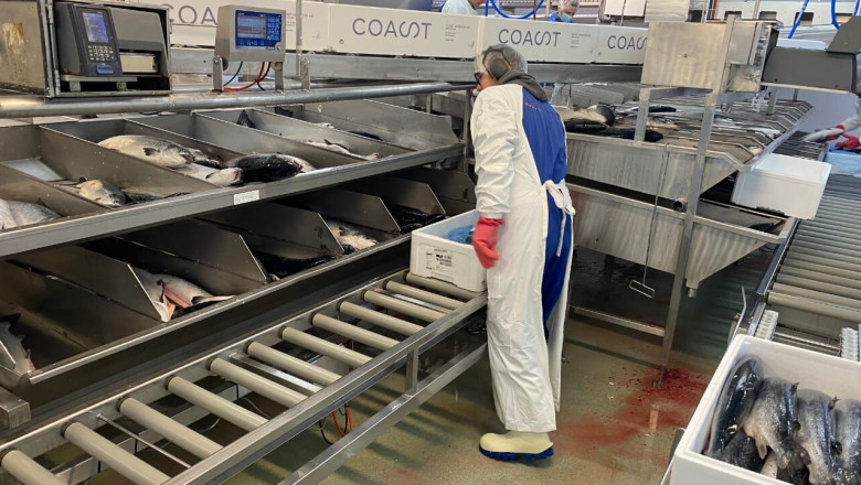 Norwegian salmon in global demand-Etihad Cargo delivers it in style