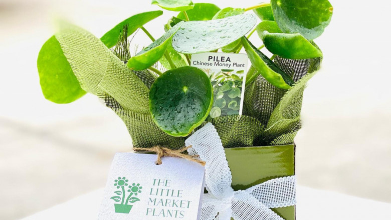 plants delivery melbourne