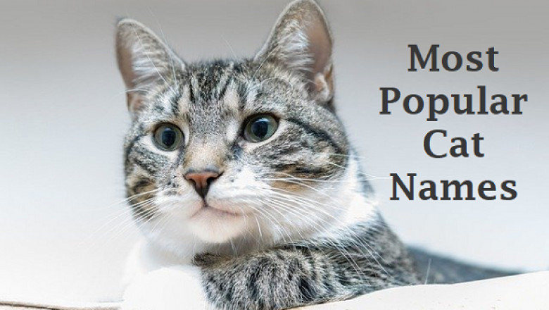 Cat Names: Most Popular Male and Female Cat Names