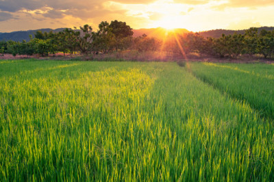 Top 7 Banks Providing Easy Loans To Farmers