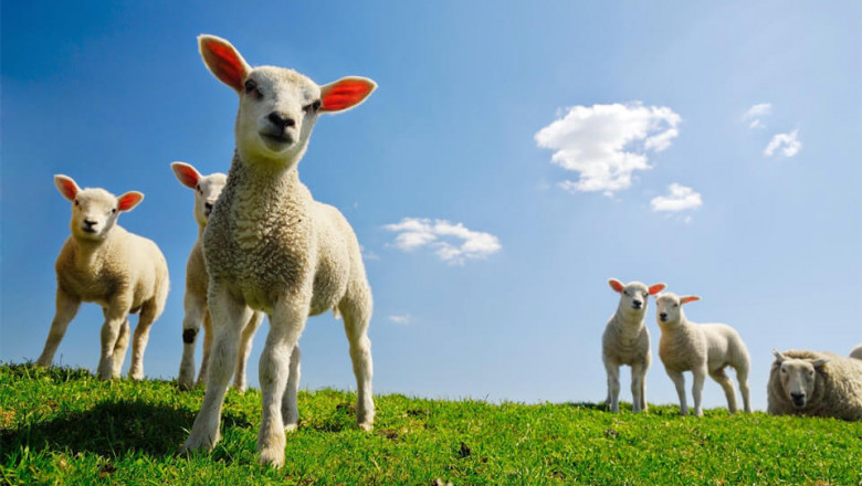 animal medical supplies Online