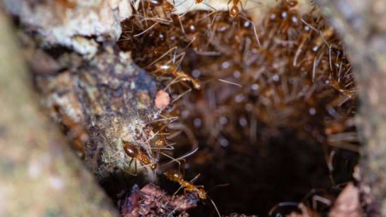 Have You Got An Issue With Ants?