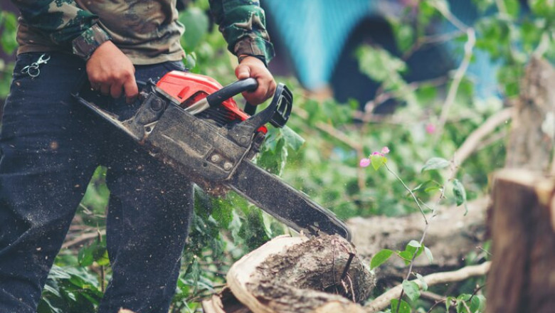 Know Signs You Need Palm Tree Removal