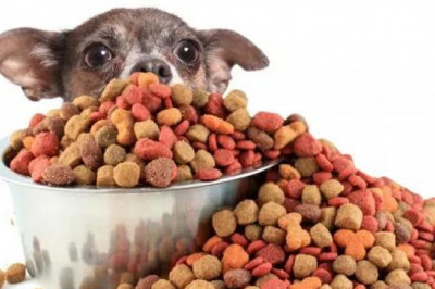 Pet Food Market  worldwide market size and share 2022-2028| Research Informatic
