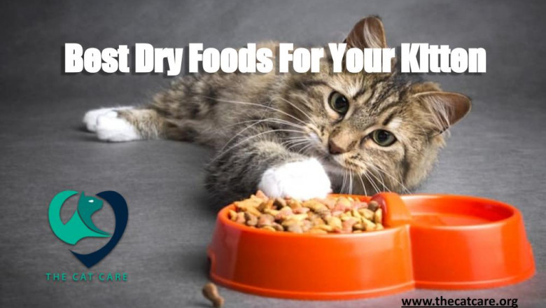 How to choose the best dry kitten food?