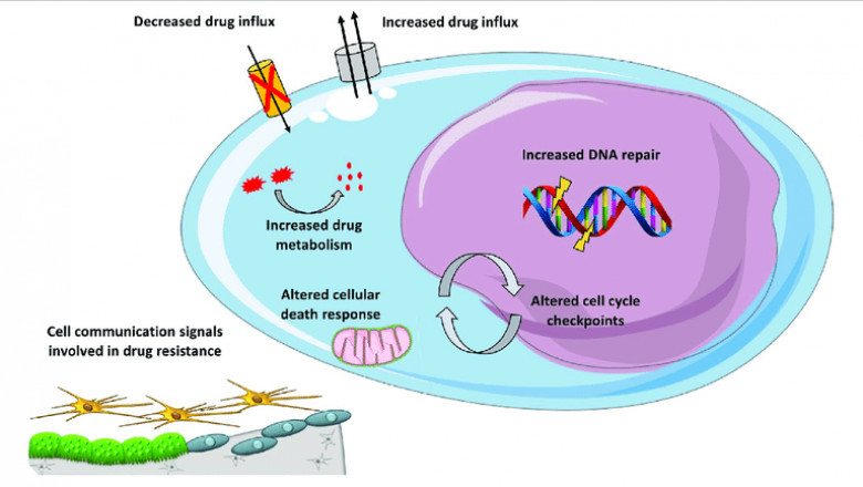 When your DNA Repair Drugs gets harmed, what happens?