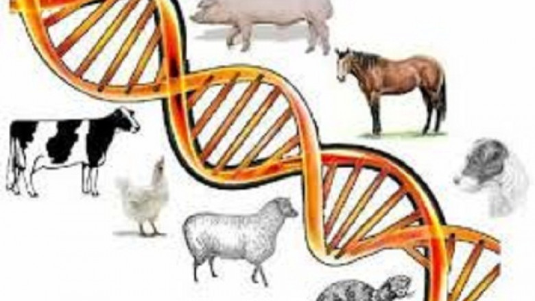 Animal Genetic Market - Industry Trends and Forecast to 2028 | URUS, Trans Ova Genetics., Inguran LLC dba STgenetics.,  Semex, Beacon Automation Pty Ltd.