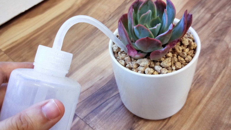 where to buy plants in Singapore