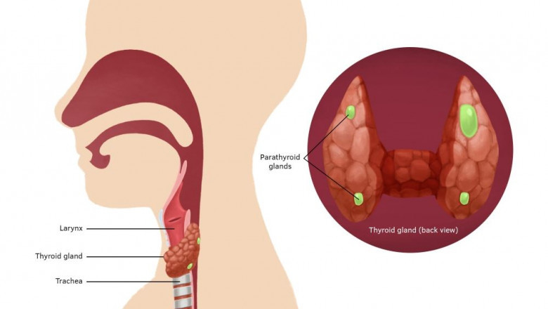 Secondary Hyperparathyroidism Treatment Market Analysis Exclusive Report: Market Trends, Applications and Forecast to 2028
