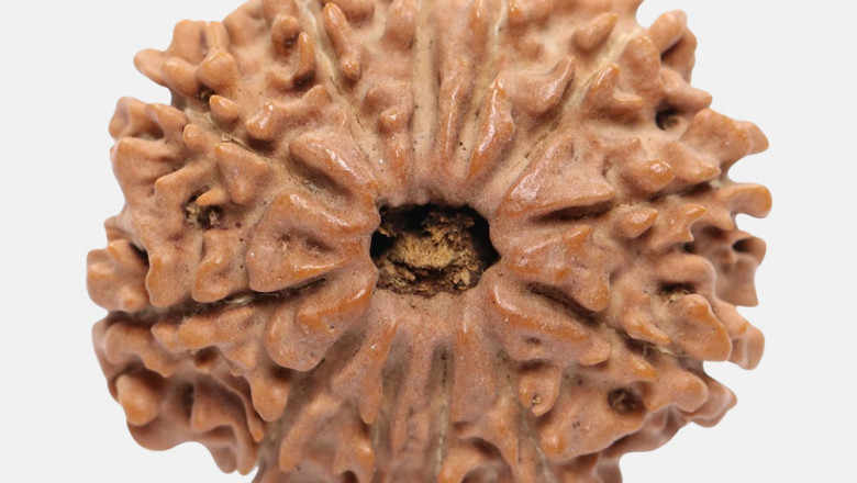 Get 12 Mukhi Rudraksha Online In India