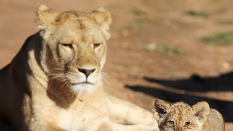 Top Places to Enjoy Jungle Safari Ride In India