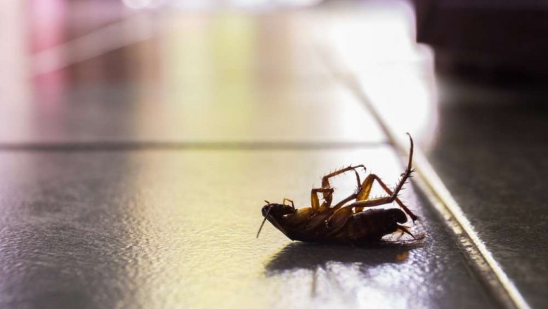 How To Remove Roaches From Appliances