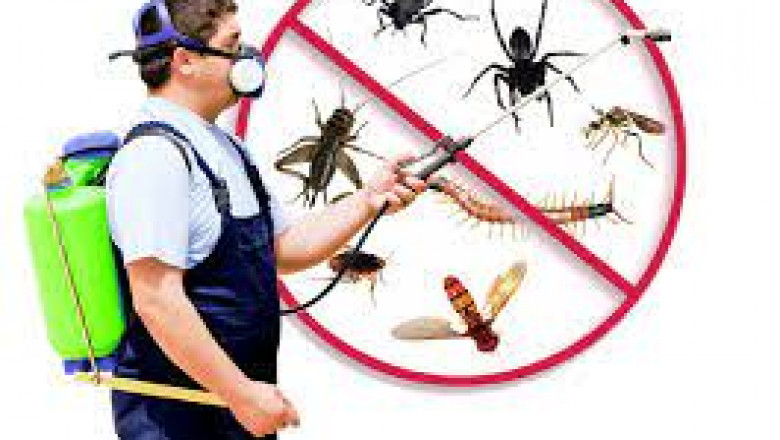 Easy Tips for Usual Pest Control Troubles