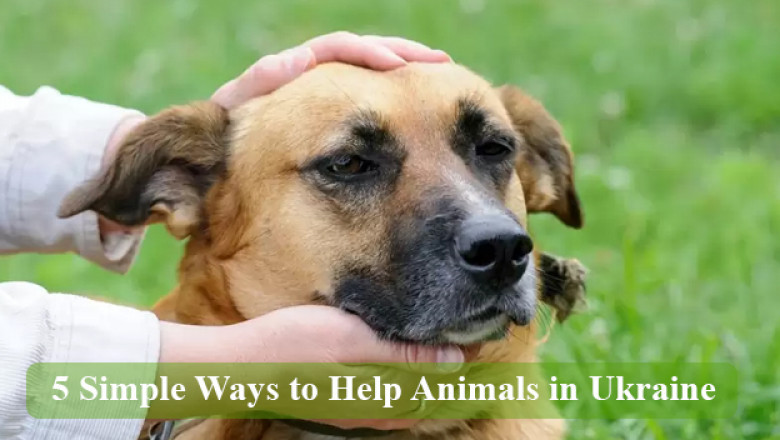 5 Simple Ways to Help Animals in Ukraine