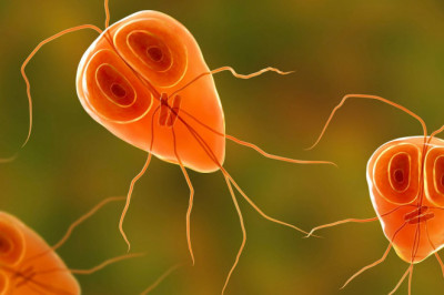 Real Causes for Bacterial and Parasitic infections