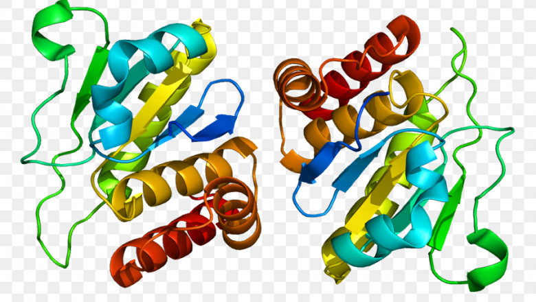 The Dual Specificity Protein Kinase TTK is critical for mitosis and clonogenicity