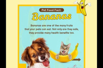 Bananas - Pet Fruit Facts - CanadaPetCare