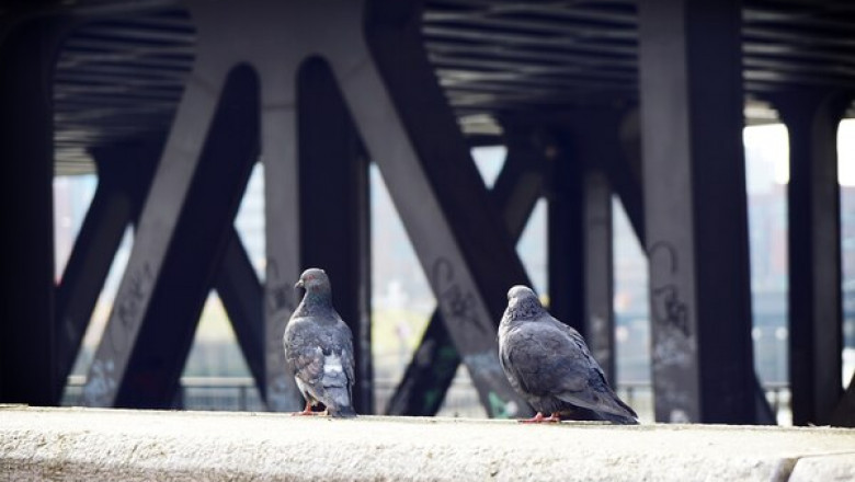 The Best 3 Solutions for Bird Proofing Your Property