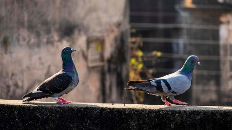 What Are Some Myths About Using Pigeon Repellent Gel?