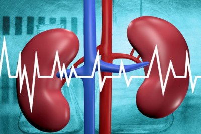Global Kidney Function Tests Market Segments, Leading Players, Application, and Forecast Analysis