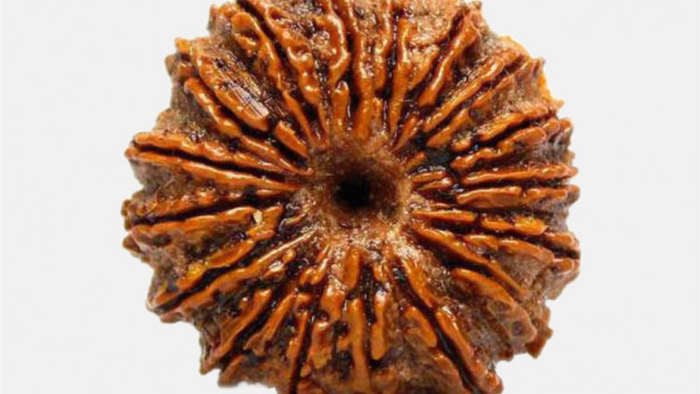 Buy Seventeen (17 Faced) Rudraksha Online In India