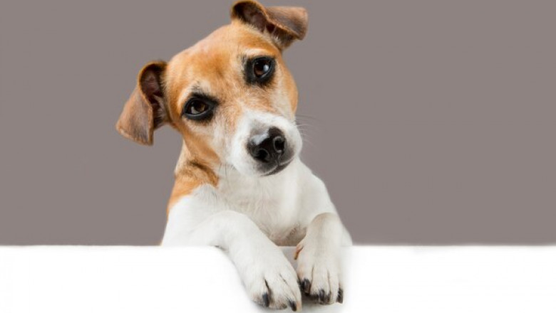 Why a Puppy Pen Is a Good Idea