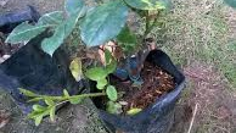 Best Fertilizer for Roses