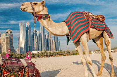 Choose the tour of the Dubai and move