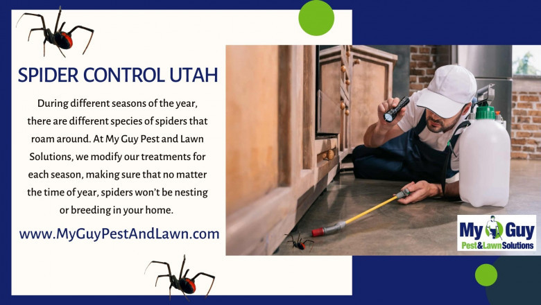 How to Keep Your Home Safe from Mosquitoes and Spiders