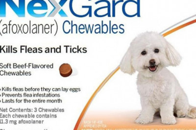 Nexgard for Dogs: Oral Treatment for Fleas and Ticks | PetCareSupplies