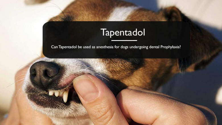 What are the uses of Tapentadol for dogs undergoing dental Prophylaxis