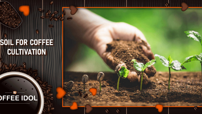 Soil For Coffee Plants: Understanding What Makes A Perfect Mix