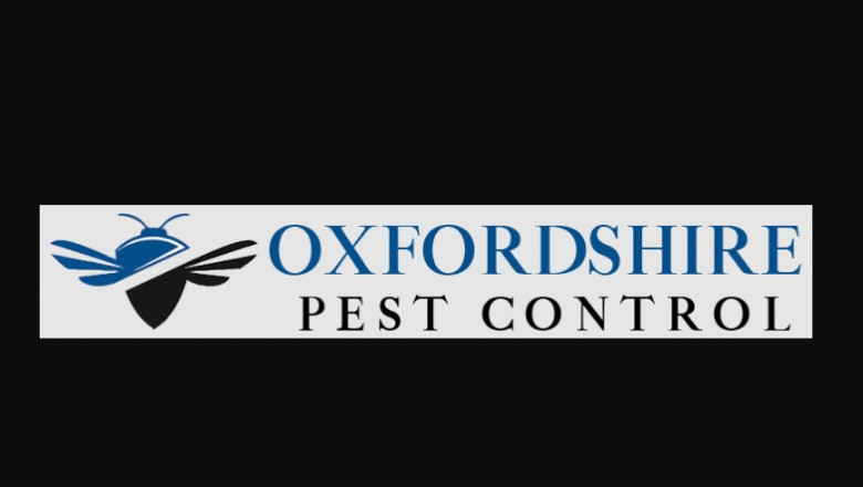 Wasp Nest Removal and Why You might want to Seek Help From an expert