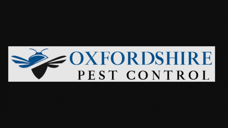 Vital Information and facts About Wasps