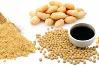 Hydrolyzed Vegetable Protein Market 2022 Demand, Size, Share, Growth Opportunities, Segmentation, Trends and Forecast to 2025 |Research Informatic