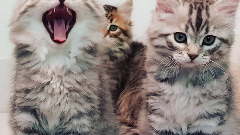 Pet Breeding - Kitten Care