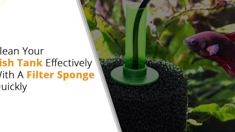 Clean Fish Tank With Filter Sponge